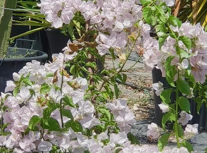 House Domaine 別荘 Rizomilos